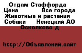 Отдам Стаффорда › Цена ­ 2 000 - Все города Животные и растения » Собаки   . Ненецкий АО,Осколково д.